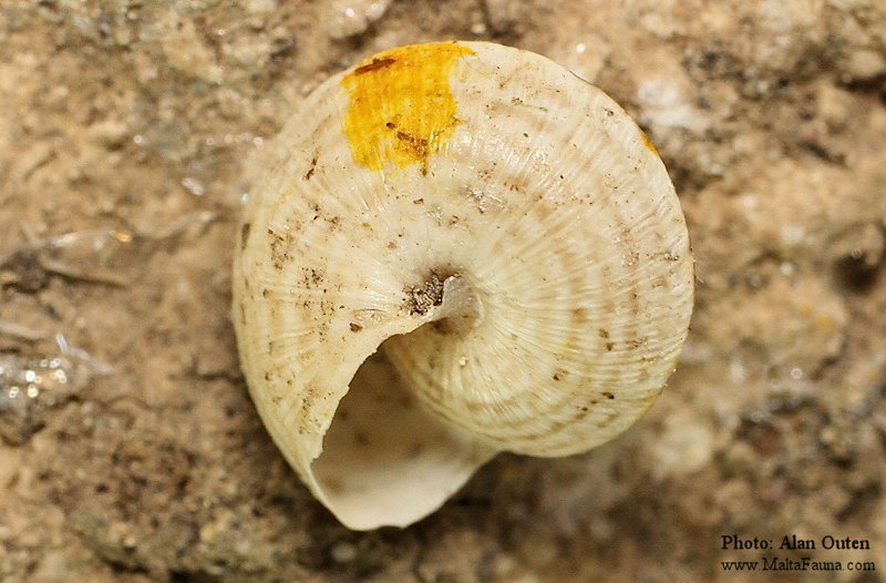 Xerocrassa meda (English name not known). This page is part of www.MaltaWildPlants.com website by Stephen Mifsud, Malta