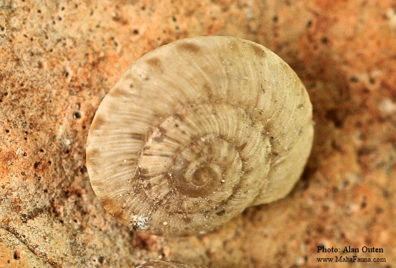 Xerotricha conspurcata (English name not known). This page is part of www.MaltaWildPlants.com website by Stephen Mifsud, Malta