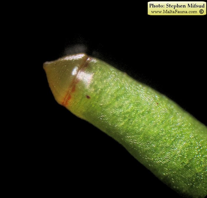 Bryum donianum (Don's Thread-moss). This page is part of www.MaltaWildPlants.com website by Stephen Mifsud, Malta