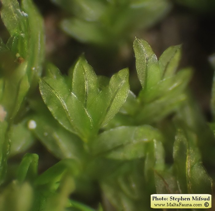 Fissidens incurvus (Short-leaved Pocket-moss). This page is part of www.MaltaWildPlants.com website by Stephen Mifsud, Malta