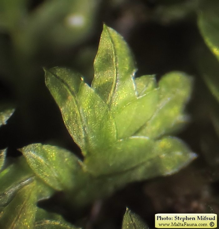 Fissidens incurvus (Short-leaved Pocket-moss). This page is part of www.MaltaWildPlants.com website by Stephen Mifsud, Malta