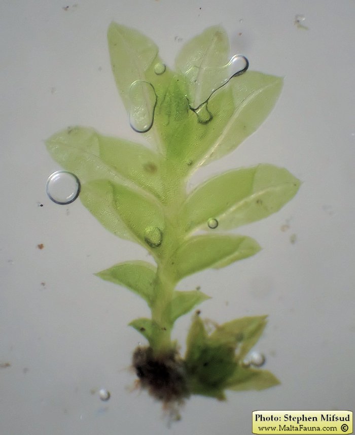 Fissidens incurvus (Short-leaved Pocket-moss). This page is part of www.MaltaWildPlants.com website by Stephen Mifsud, Malta