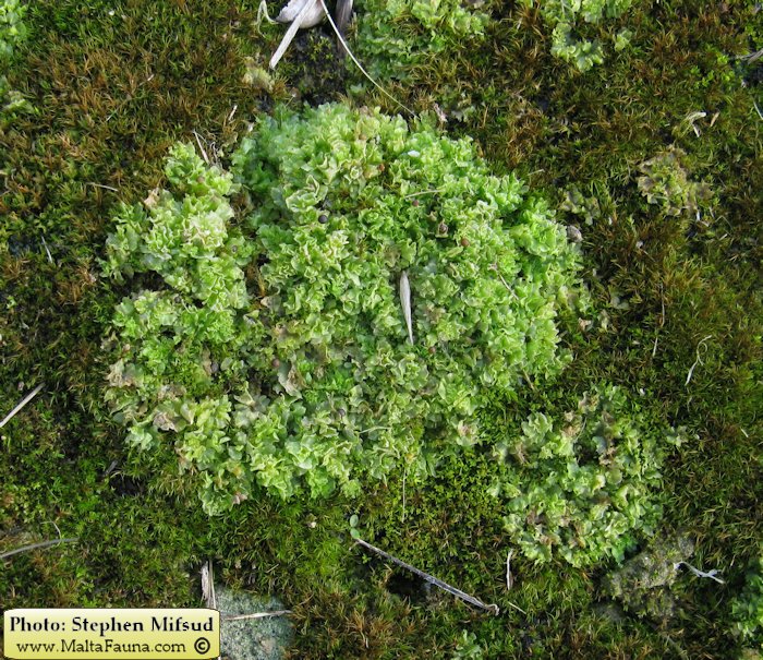 Fossombronia caespitiformis (Spanish Frillwort). This page is part of www.MaltaWildPlants.com website by Stephen Mifsud, Malta