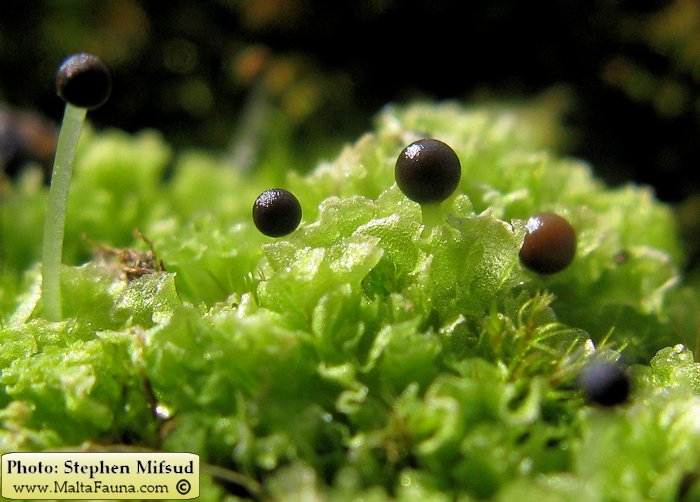 Fossombronia caespitiformis (Spanish Frillwort). This page is part of www.MaltaWildPlants.com website by Stephen Mifsud, Malta