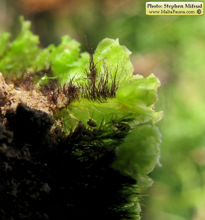Fossombronia caespitiformis (Spanish Frillwort). This page is part of www.MaltaWildPlants.com website by Stephen Mifsud, Malta