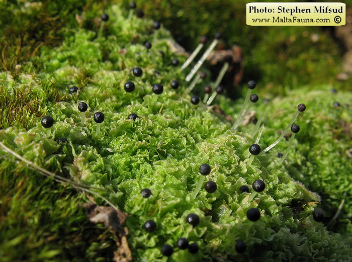 Fossombronia caespitiformis (Spanish Frillwort). This page is part of www.MaltaWildPlants.com website by Stephen Mifsud, Malta