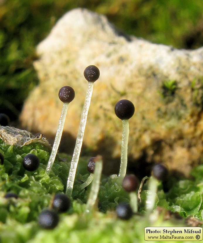 Fossombronia caespitiformis (Spanish Frillwort). This page is part of www.MaltaWildPlants.com website by Stephen Mifsud, Malta