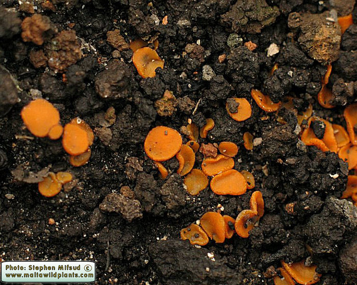 Anthracobia melaloma (English name not known). This page is part of www.MaltaWildPlants.com website by Stephen Mifsud, Malta