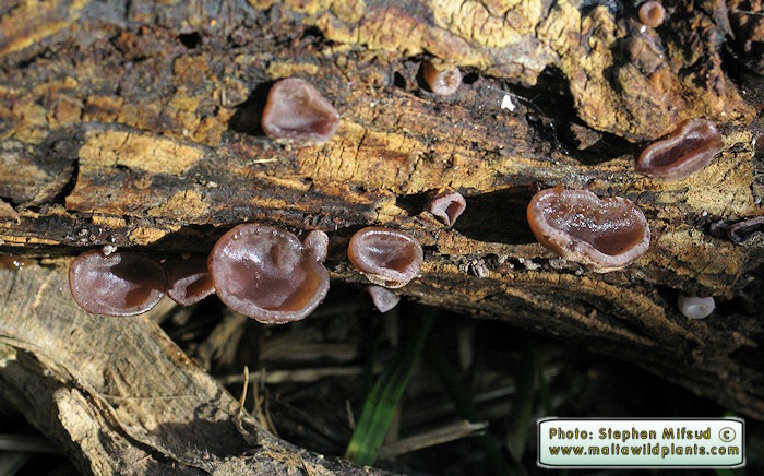 Auricularia auricula-judae (Jew's Ear). This page is part of www.MaltaWildPlants.com website by Stephen Mifsud, Malta