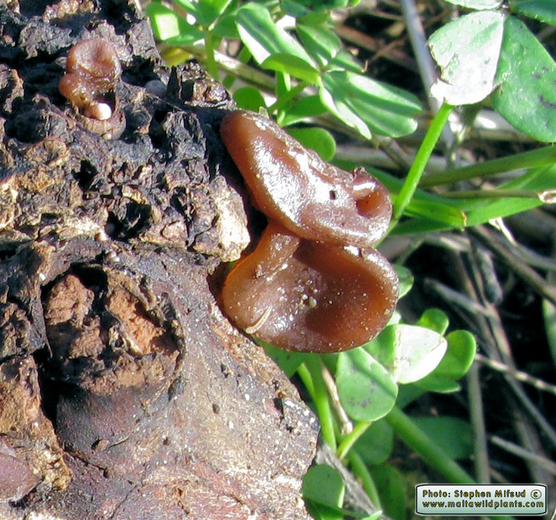 Auricularia auricula-judae (Jew's Ear). This page is part of www.MaltaWildPlants.com website by Stephen Mifsud, Malta