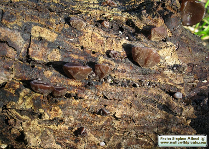 Auricularia auricula-judae (Jew's Ear). This page is part of www.MaltaWildPlants.com website by Stephen Mifsud, Malta