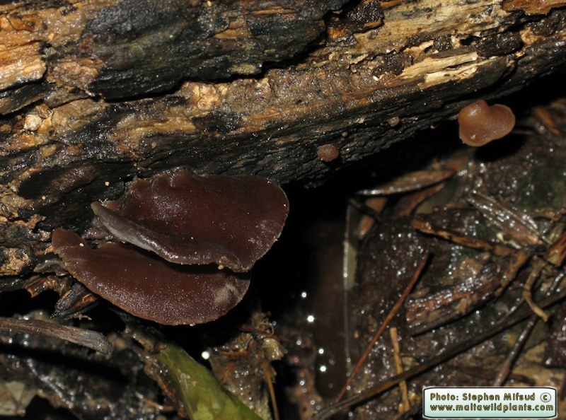 Auricularia auricula-judae (Jew's Ear). This page is part of www.MaltaWildPlants.com website by Stephen Mifsud, Malta