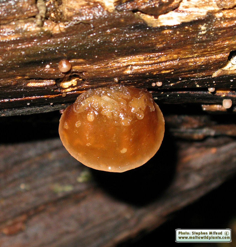 Auricularia auricula-judae (Jew's Ear). This page is part of www.MaltaWildPlants.com website by Stephen Mifsud, Malta