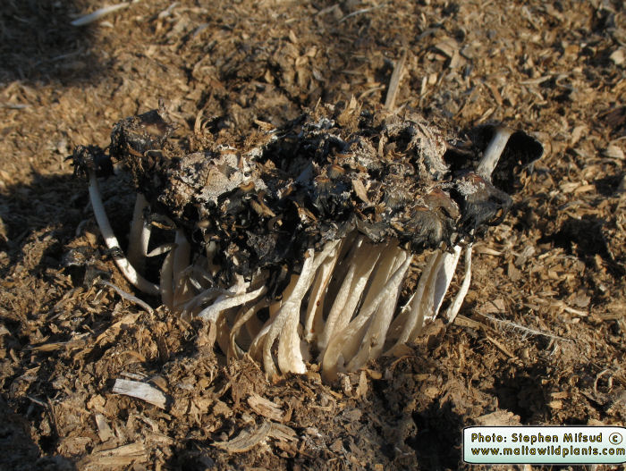 Coprinopsis cinerea (Inky cap fungus). This page is part of www.MaltaWildPlants.com website by Stephen Mifsud, Malta
