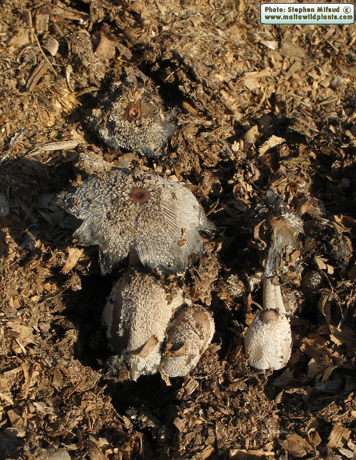 Coprinopsis cinerea (Inky cap fungus). This page is part of www.MaltaWildPlants.com website by Stephen Mifsud, Malta