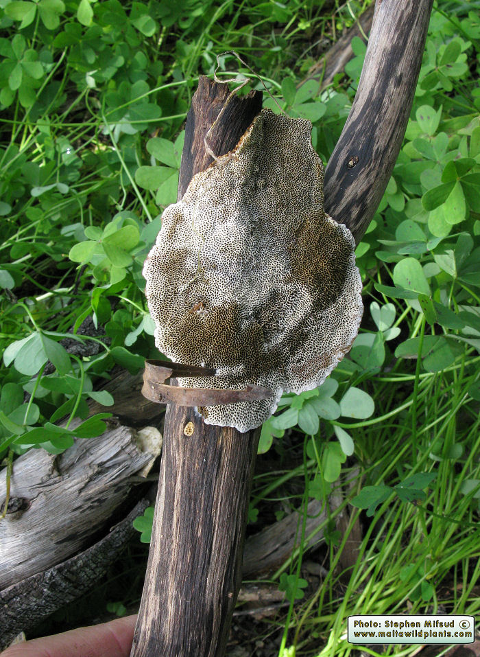 Coriolopsis gallica (Polypore fungus). This page is part of www.MaltaWildPlants.com website by Stephen Mifsud, Malta