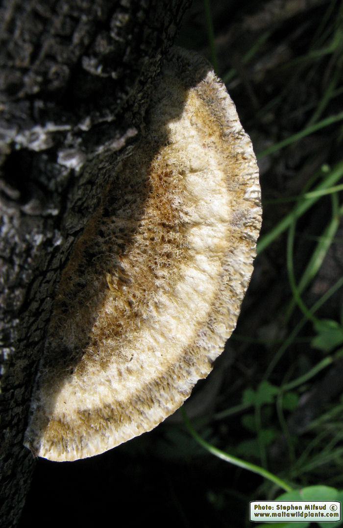Coriolopsis gallica (Polypore fungus). This page is part of www.MaltaWildPlants.com website by Stephen Mifsud, Malta