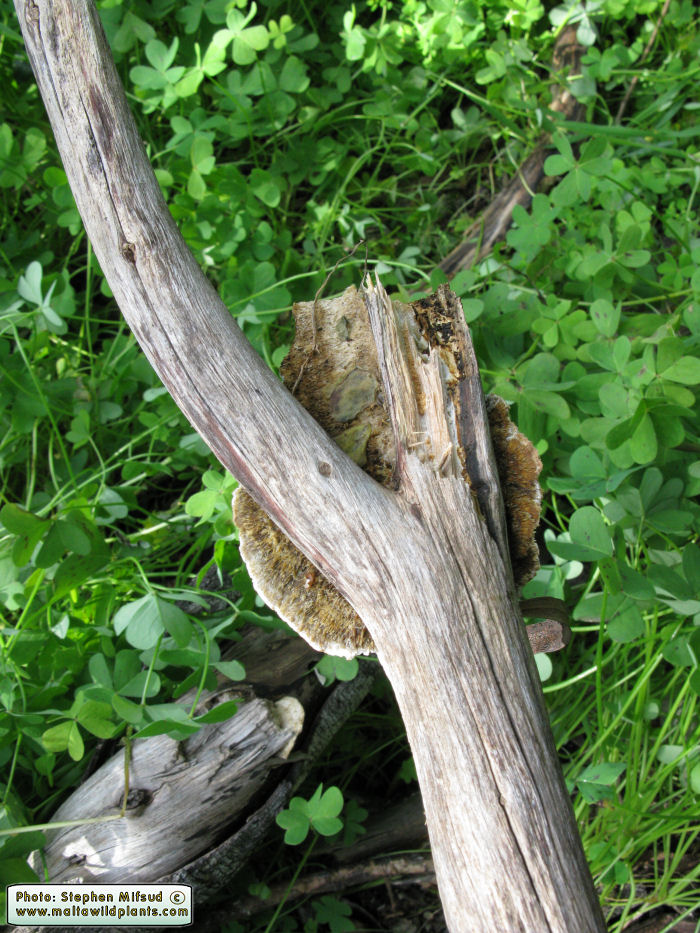 Coriolopsis gallica (Polypore fungus). This page is part of www.MaltaWildPlants.com website by Stephen Mifsud, Malta