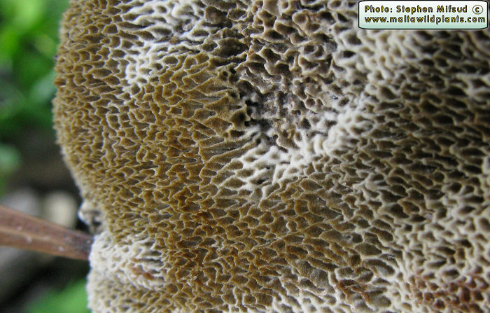 Coriolopsis gallica (Polypore fungus). This page is part of www.MaltaWildPlants.com website by Stephen Mifsud, Malta