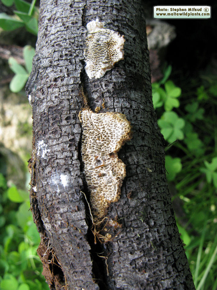 Coriolopsis gallica (Polypore fungus). This page is part of www.MaltaWildPlants.com website by Stephen Mifsud, Malta