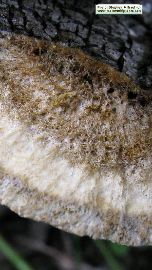 Coriolopsis gallica (Polypore fungus). This page is part of www.MaltaWildPlants.com website by Stephen Mifsud, Malta