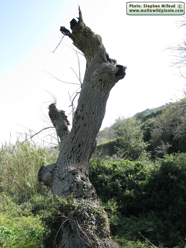Daldinia concentrica (Cramp Balls). This page is part of www.MaltaWildPlants.com website by Stephen Mifsud, Malta