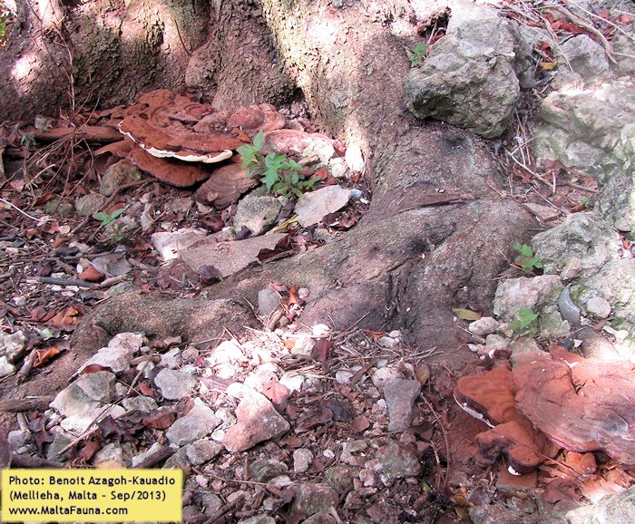 Ganoderma australe (Southern Bracket). This page is part of www.MaltaWildPlants.com website by Stephen Mifsud, Malta