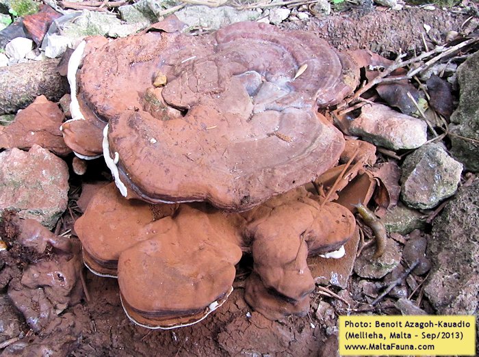 Ganoderma australe (Southern Bracket). This page is part of www.MaltaWildPlants.com website by Stephen Mifsud, Malta