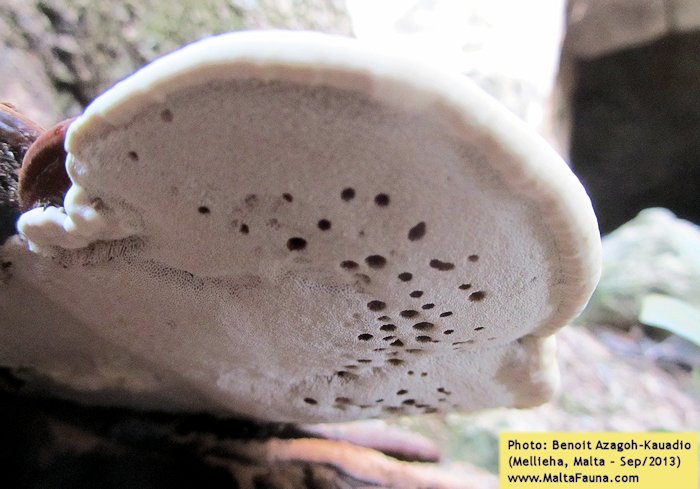 Ganoderma australe (Southern Bracket). This page is part of www.MaltaWildPlants.com website by Stephen Mifsud, Malta