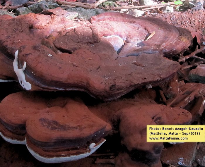 Ganoderma australe (Southern Bracket). This page is part of www.MaltaWildPlants.com website by Stephen Mifsud, Malta