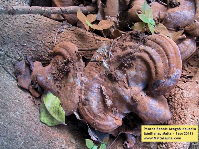 Ganoderma australe (Southern Bracket). This page is part of www.MaltaWildPlants.com website by Stephen Mifsud, Malta