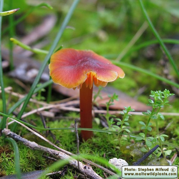Hygrocybe conica (Witch's hat). This page is part of www.MaltaWildPlants.com website by Stephen Mifsud, Malta