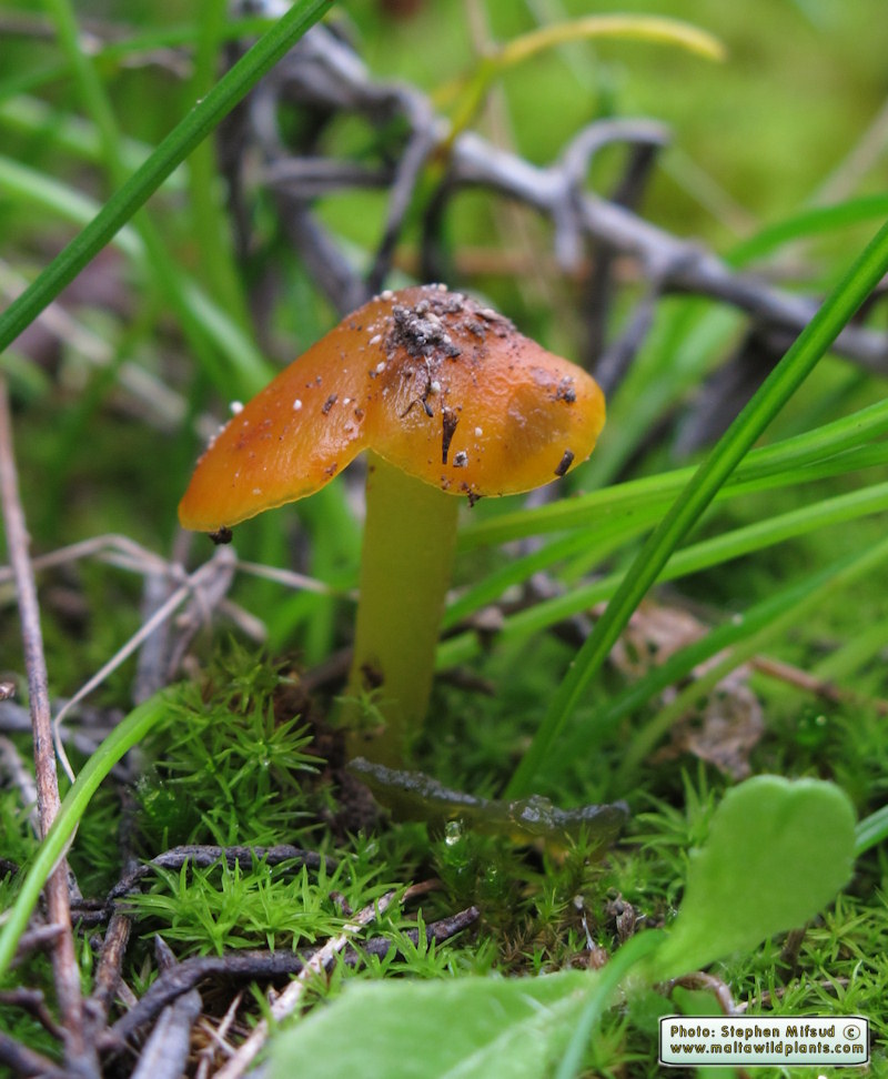 Hygrocybe conica (Witch's hat). This page is part of www.MaltaWildPlants.com website by Stephen Mifsud, Malta