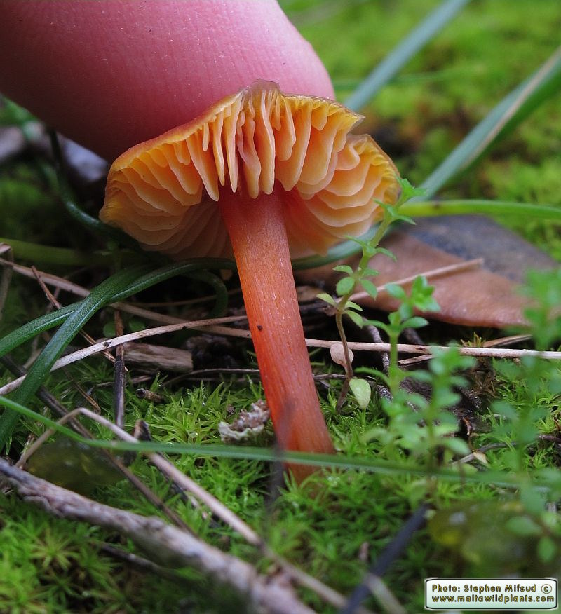 Hygrocybe conica (Witch's hat). This page is part of www.MaltaWildPlants.com website by Stephen Mifsud, Malta