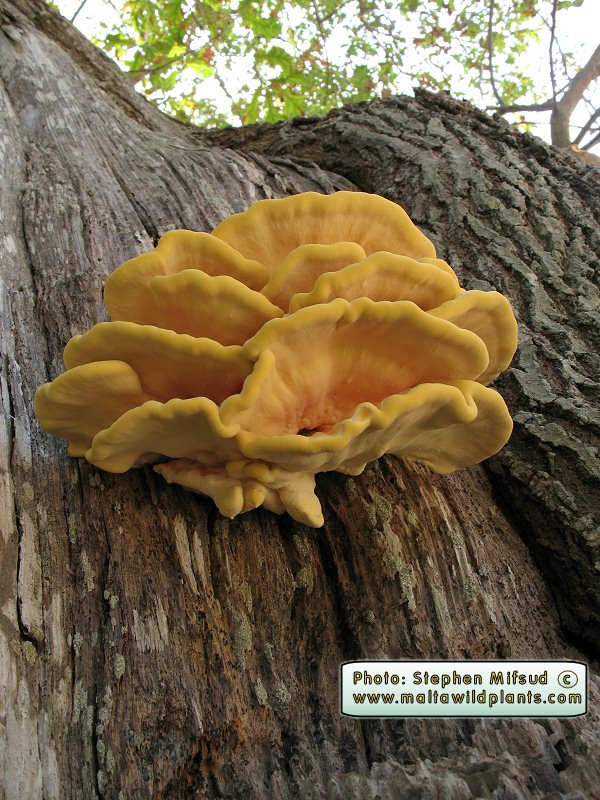 Laetiporus sulphureus (Chicken of the Woods). This page is part of www.MaltaWildPlants.com website by Stephen Mifsud, Malta