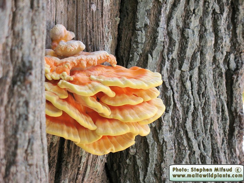 Laetiporus sulphureus (Chicken of the Woods). This page is part of www.MaltaWildPlants.com website by Stephen Mifsud, Malta