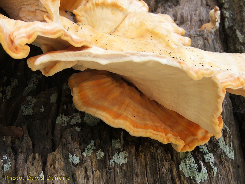 Laetiporus sulphureus (Chicken of the Woods). This page is part of www.MaltaWildPlants.com website by Stephen Mifsud, Malta
