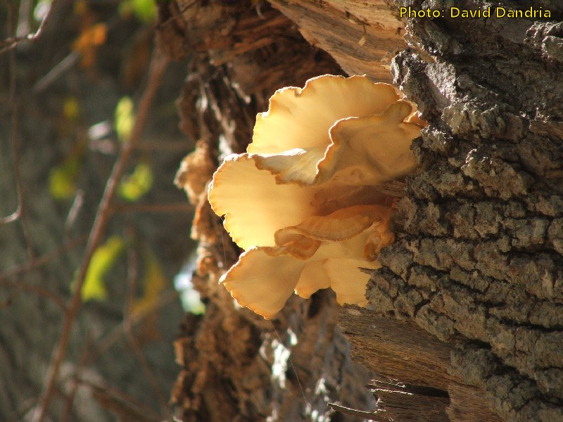Laetiporus sulphureus (Chicken of the Woods). This page is part of www.MaltaWildPlants.com website by Stephen Mifsud, Malta
