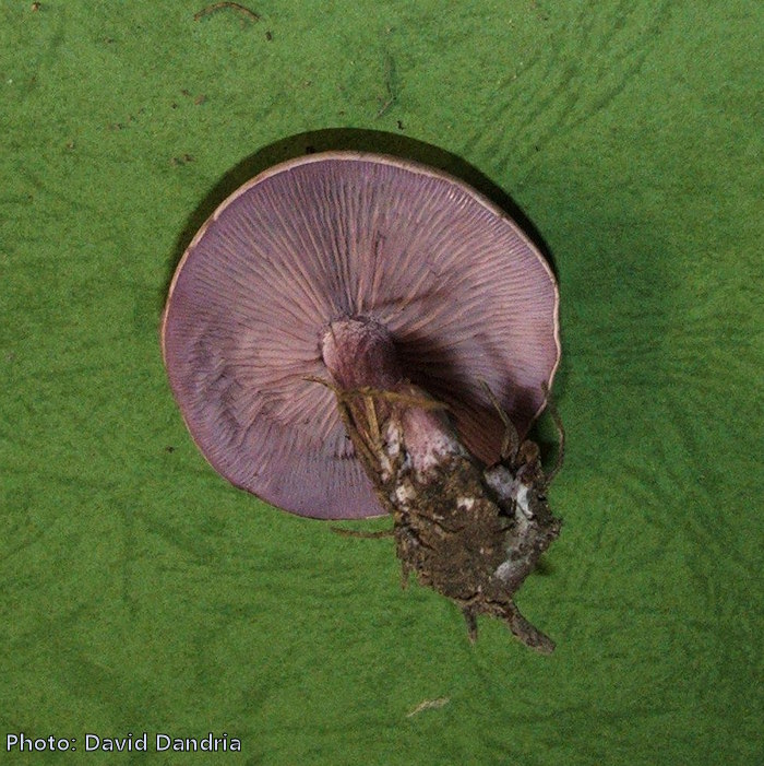 Lepista nuda (Wood blewits). This page is part of www.MaltaWildPlants.com website by Stephen Mifsud, Malta