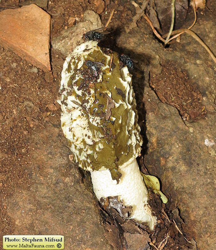 Phallus impudicus (Common stinkhorn). This page is part of www.MaltaWildPlants.com website by Stephen Mifsud, Malta
