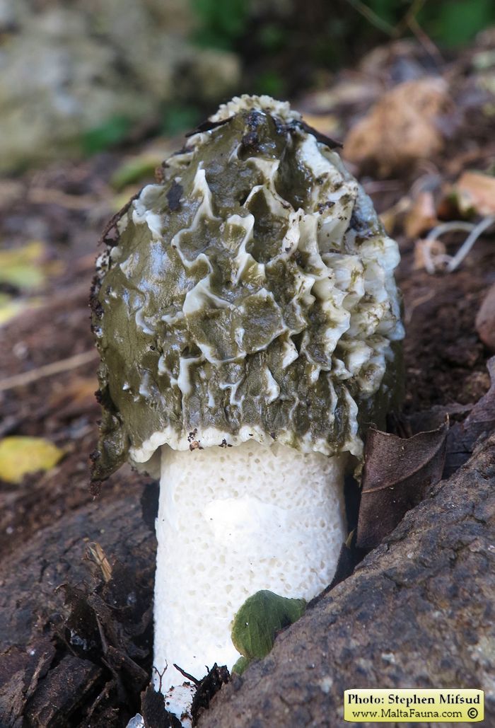 Phallus impudicus (Common stinkhorn). This page is part of www.MaltaWildPlants.com website by Stephen Mifsud, Malta
