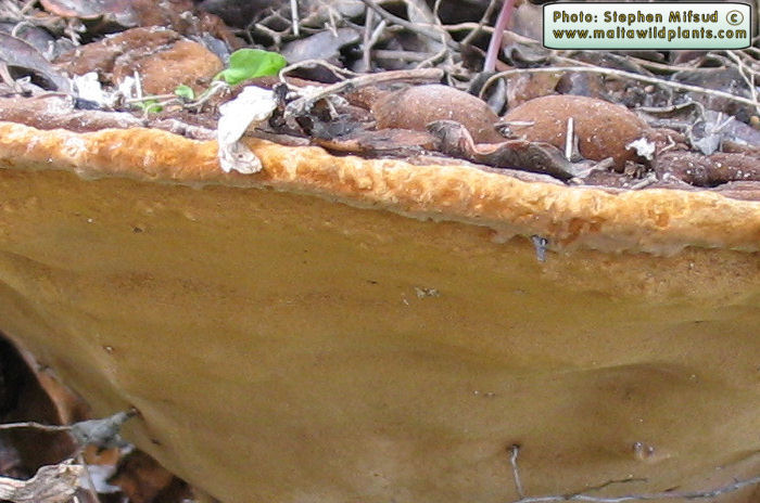 Phellinus torulosus (Eucalyptus white rot). This page is part of www.MaltaWildPlants.com website by Stephen Mifsud, Malta
