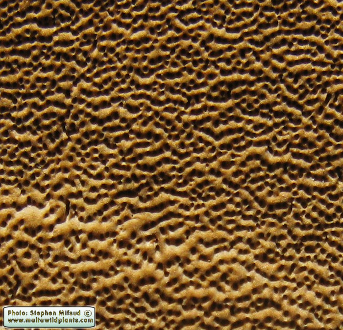 Phellinus torulosus (Eucalyptus white rot). This page is part of www.MaltaWildPlants.com website by Stephen Mifsud, Malta