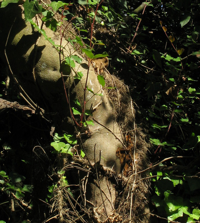 Phellinus torulosus (Eucalyptus white rot). This page is part of www.MaltaWildPlants.com website by Stephen Mifsud, Malta