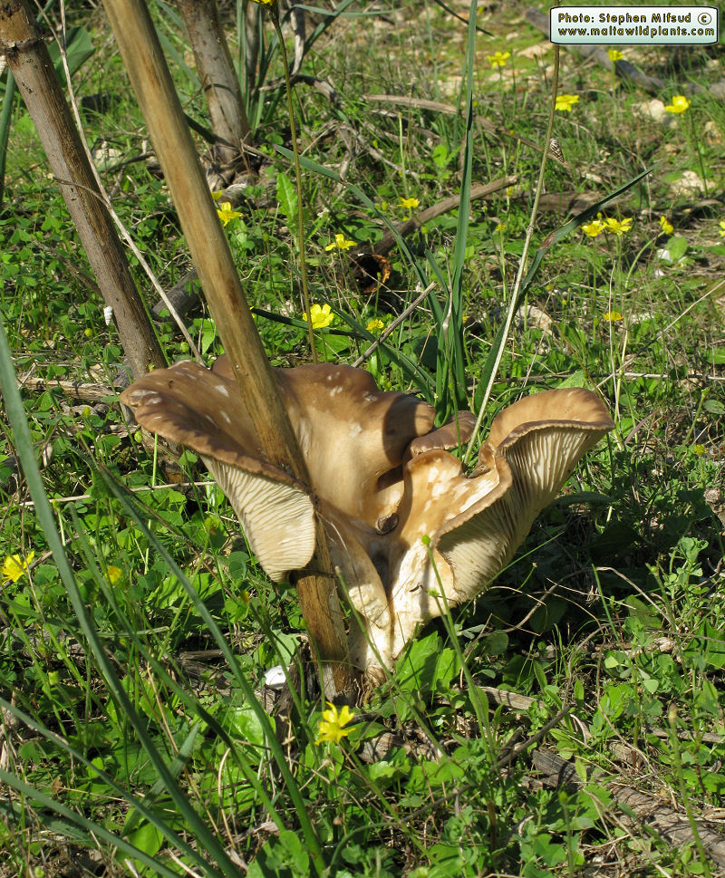 Pleurotus fuscus var. ferulae (French horn mushroom). This page is part of www.MaltaWildPlants.com website by Stephen Mifsud, Malta