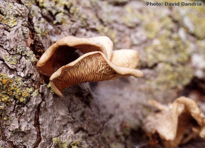 Pleurotus pulmonarius (Indian Oyster). This page is part of www.MaltaWildPlants.com website by Stephen Mifsud, Malta