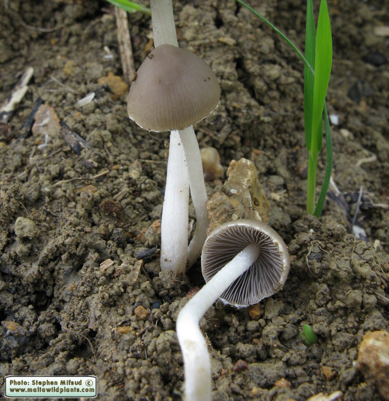 Psathyrella candolleana (Common Crumble Cap). This page is part of www.MaltaWildPlants.com website by Stephen Mifsud, Malta
