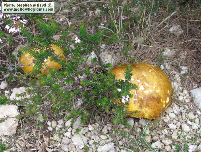Suillus collinitus (Pine Boletus). This page is part of www.MaltaWildPlants.com website by Stephen Mifsud, Malta