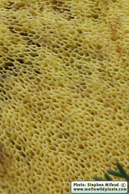Suillus collinitus (Pine Boletus). This page is part of www.MaltaWildPlants.com website by Stephen Mifsud, Malta