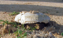 Agaricus campestris var. campestris (Field Mushroom)
- (Click for hires photos and details)